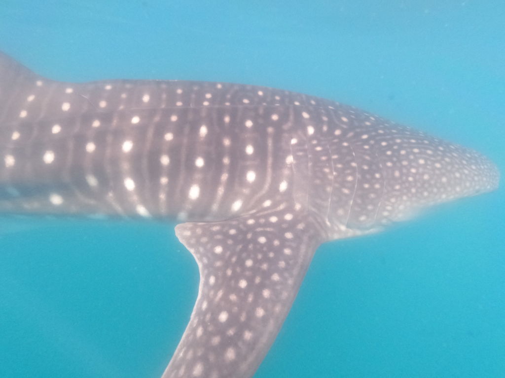 a9a2e11c-577b-48dc-ba73-a7f77da170f0