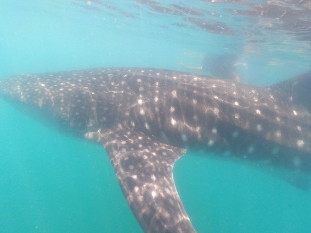 a9a2e11c-577b-48dc-ba73-a7f77da170f0