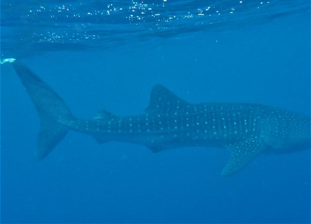 8a390f86-d3e1-40b7-8252-56010cecbfa6