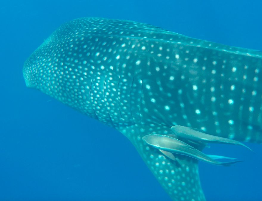 908906ef-bf06-4dde-9700-f387b18ed4ff