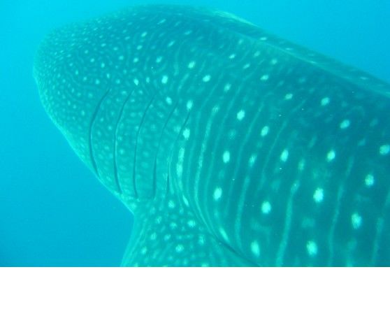 9985ee72-30e7-40e9-9839-e413ab5af1be