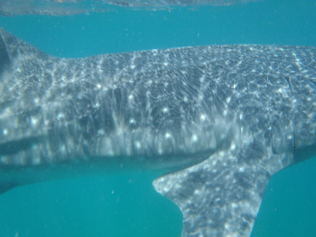 09ea06a3-5ad7-45d3-b86f-473a945226cc