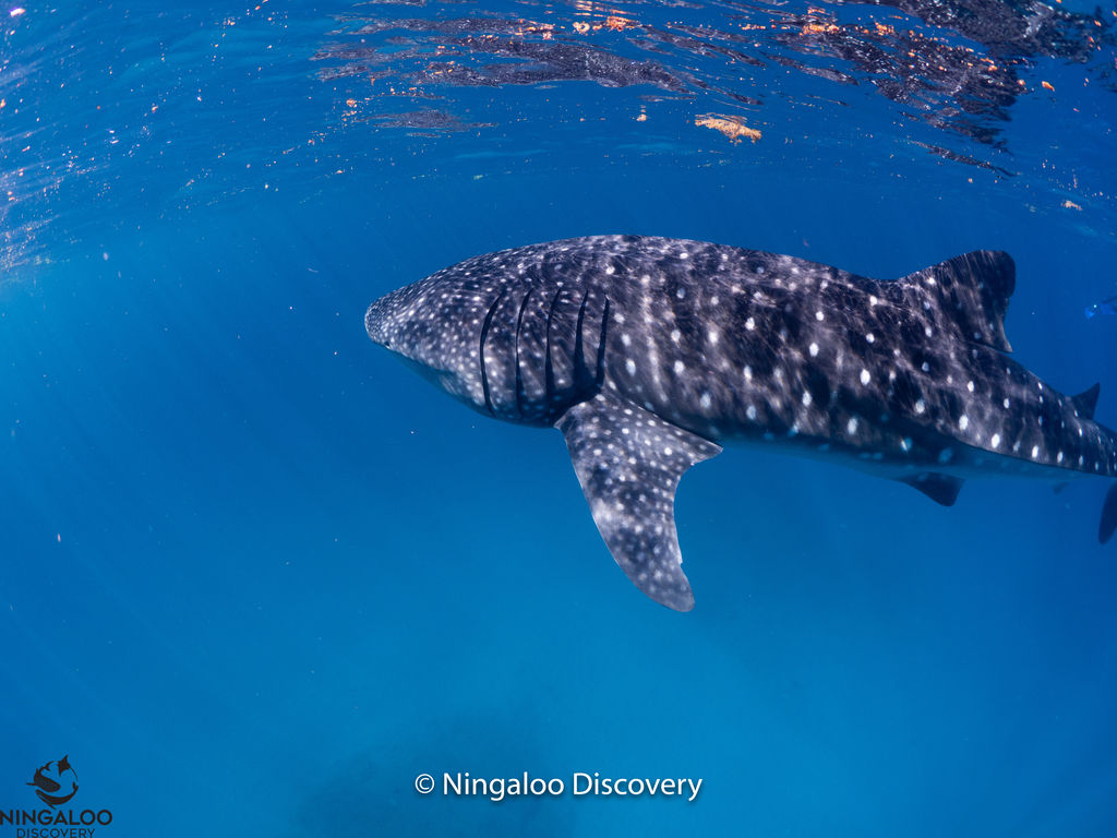 10783895-f875-4e58-9fae-41347ec02fdb