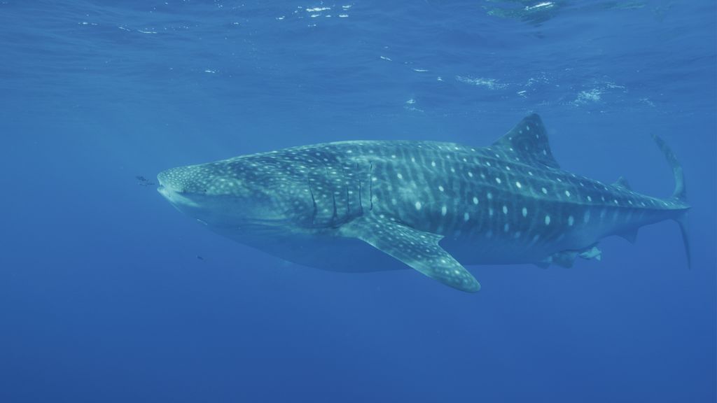 d89028b7-0f8b-4ce0-a54d-cad9a79c78d5