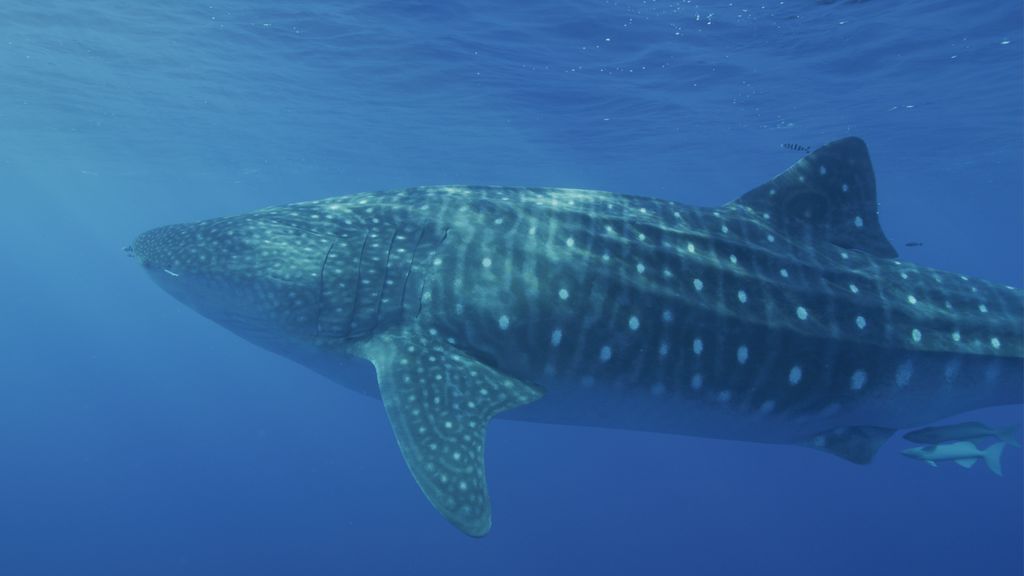 d89028b7-0f8b-4ce0-a54d-cad9a79c78d5