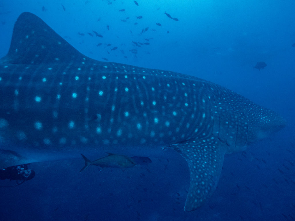 31008e44-cc33-4a2c-8a5e-56674d11c8d5