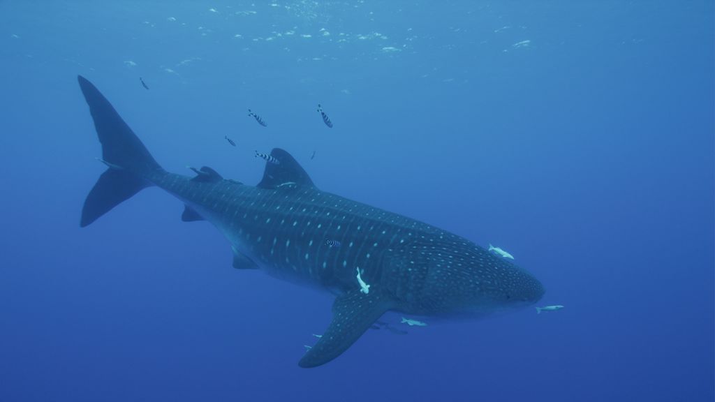 6dea6376-e162-4b8b-9f2c-a555ce2981d0