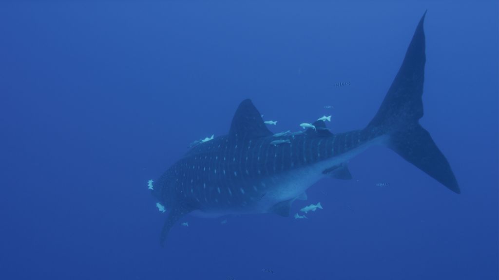 6dea6376-e162-4b8b-9f2c-a555ce2981d0