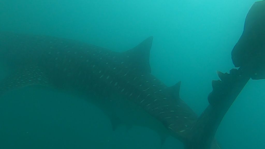 9c3f0f63-f7c8-4e27-9c36-45c6bf1b8e58