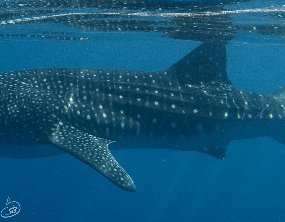 6f4d6dcf-771e-4585-b557-92425fd79f79