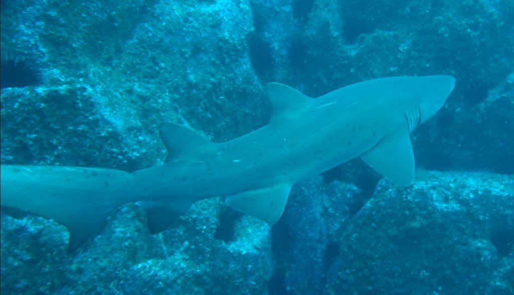 d1c60b20-c657-40d6-8376-2e269a4b6c8a