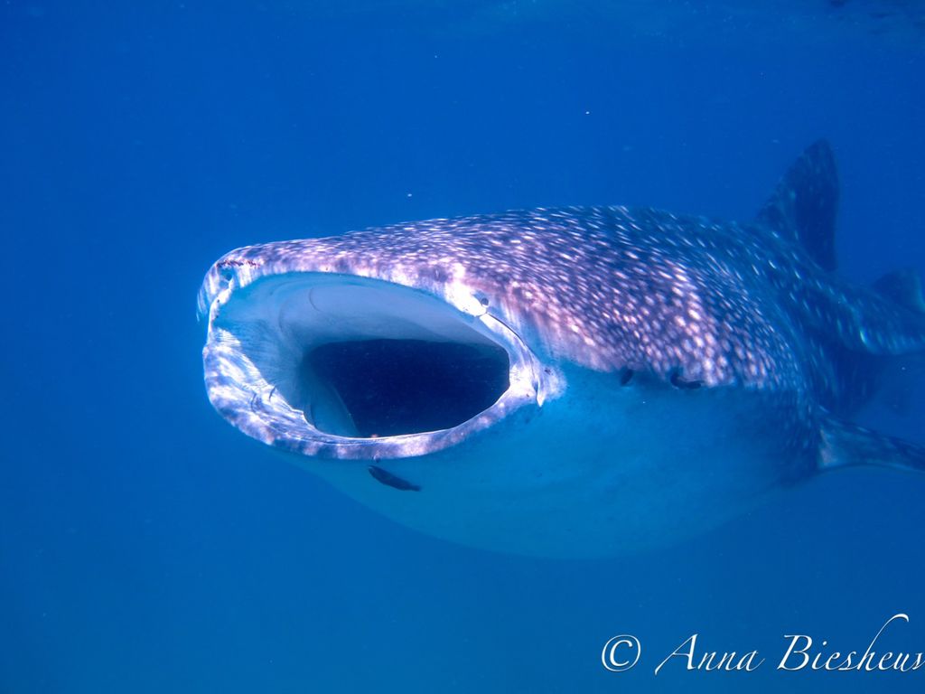 9e1c43f3-492b-4291-a93d-5143c8dfdde9