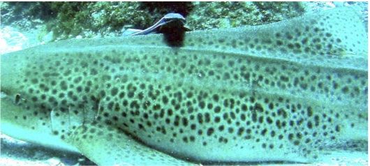 737b3133-12b3-4db8-b51c-ff70a6b73104