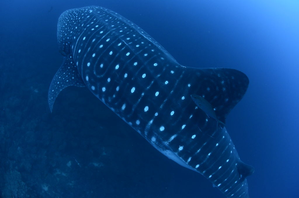 843daf4a-dcea-4acc-ad81-14e318ebedef