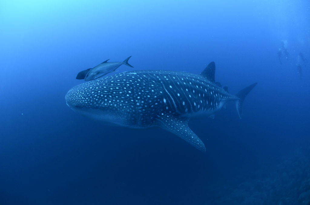 843daf4a-dcea-4acc-ad81-14e318ebedef