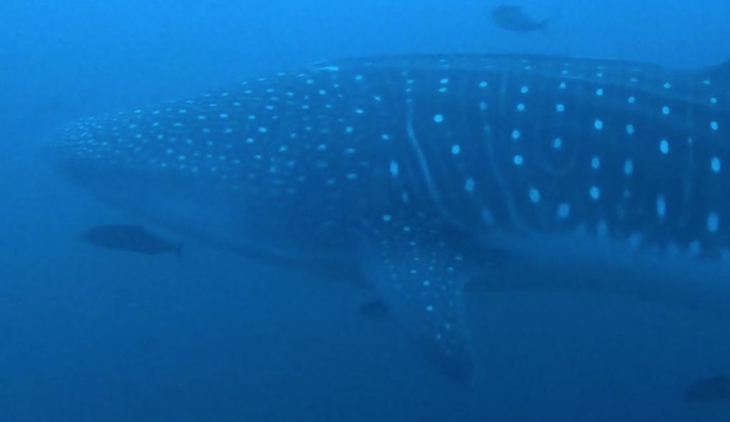 843daf4a-dcea-4acc-ad81-14e318ebedef