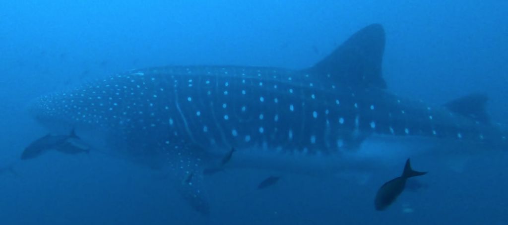 843daf4a-dcea-4acc-ad81-14e318ebedef