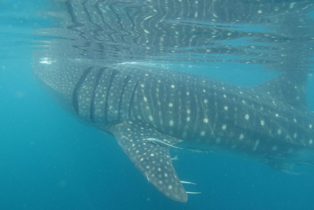 9963dd28-0788-4bd8-9f78-be84ee543c18