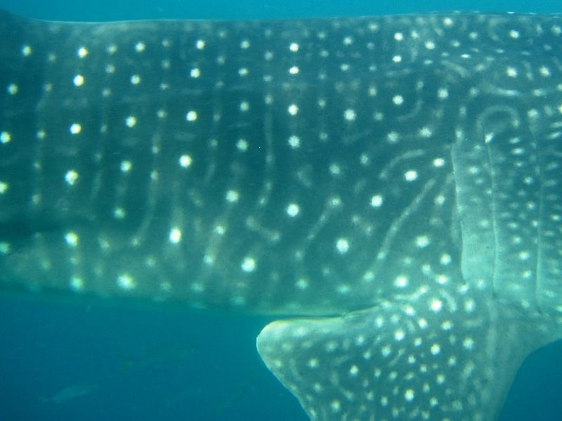 71a5e21b-ec19-4f7b-9b80-0062e048bf56