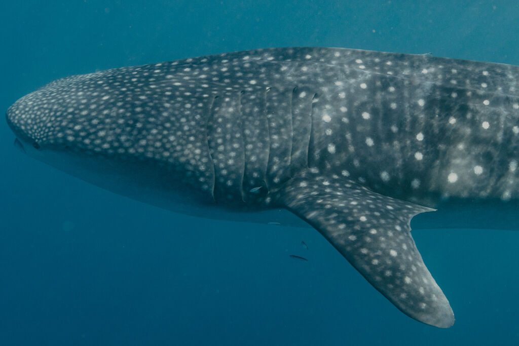 a6cf65fd-f3fa-43ac-903d-8e4f296e8027