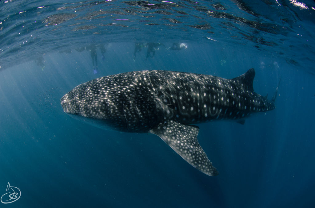 2c966e2b-fa85-4c14-b0b4-d8b3b5438520