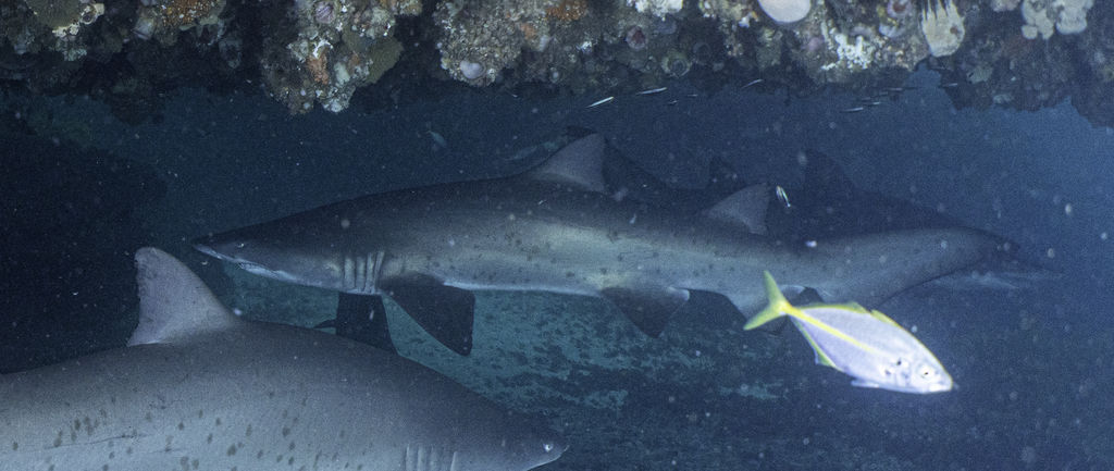 34ecc795-b604-42f4-af14-00c66422089c