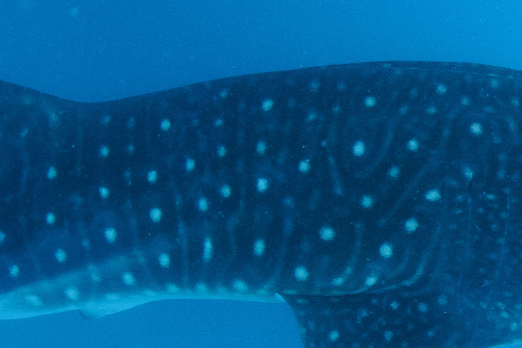 31486dba-d75b-47df-921b-a3c4cd7f536f