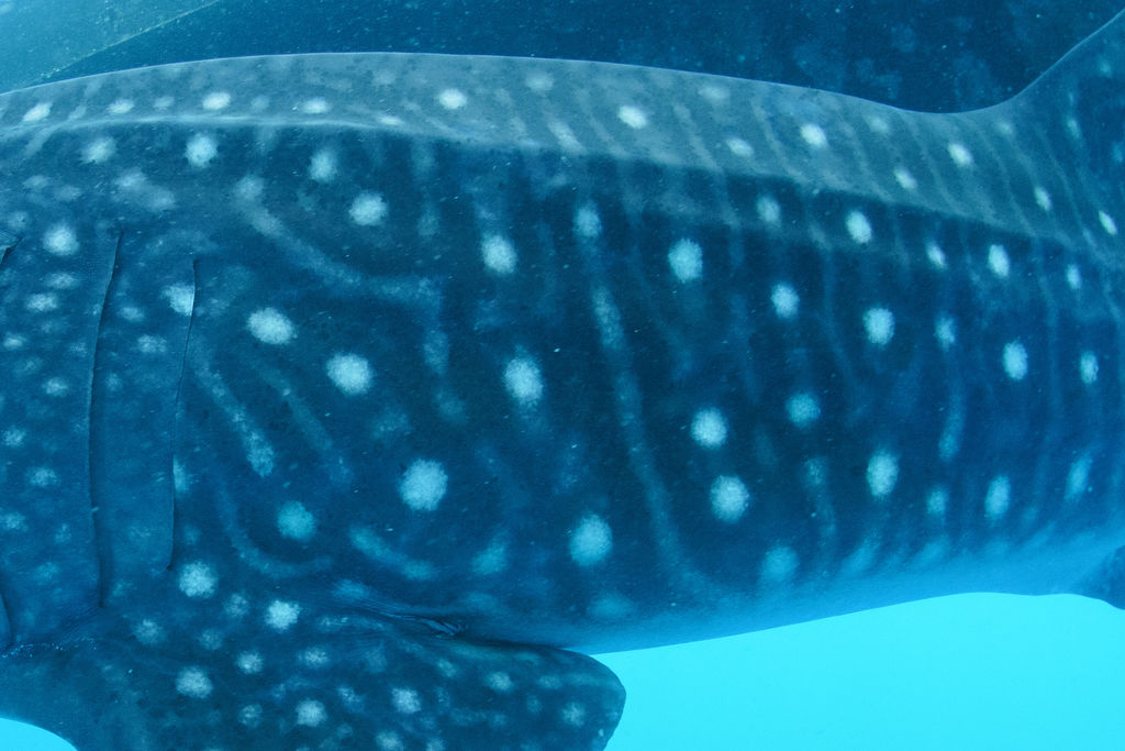 31486dba-d75b-47df-921b-a3c4cd7f536f