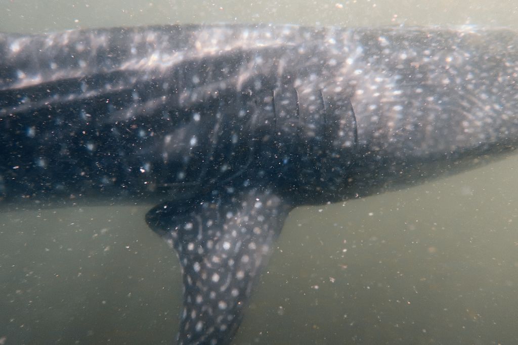 00f010a9-bd1b-4243-83c5-9f49417c5843