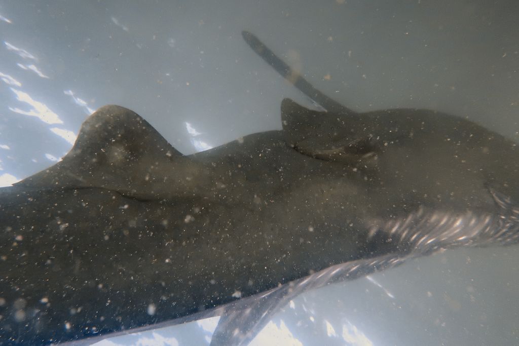 00f010a9-bd1b-4243-83c5-9f49417c5843