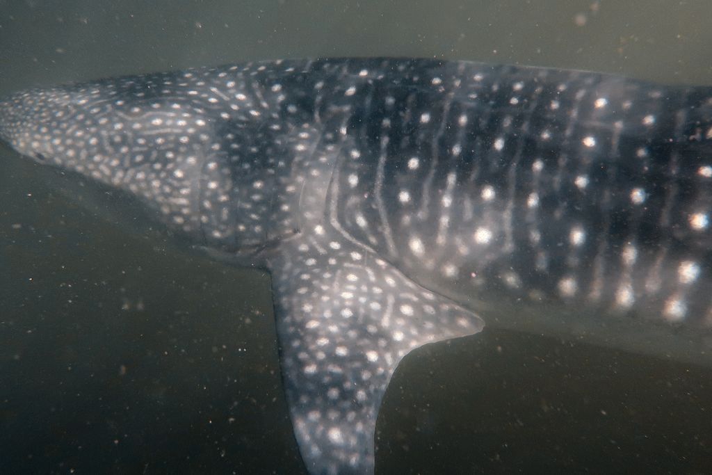 00f010a9-bd1b-4243-83c5-9f49417c5843