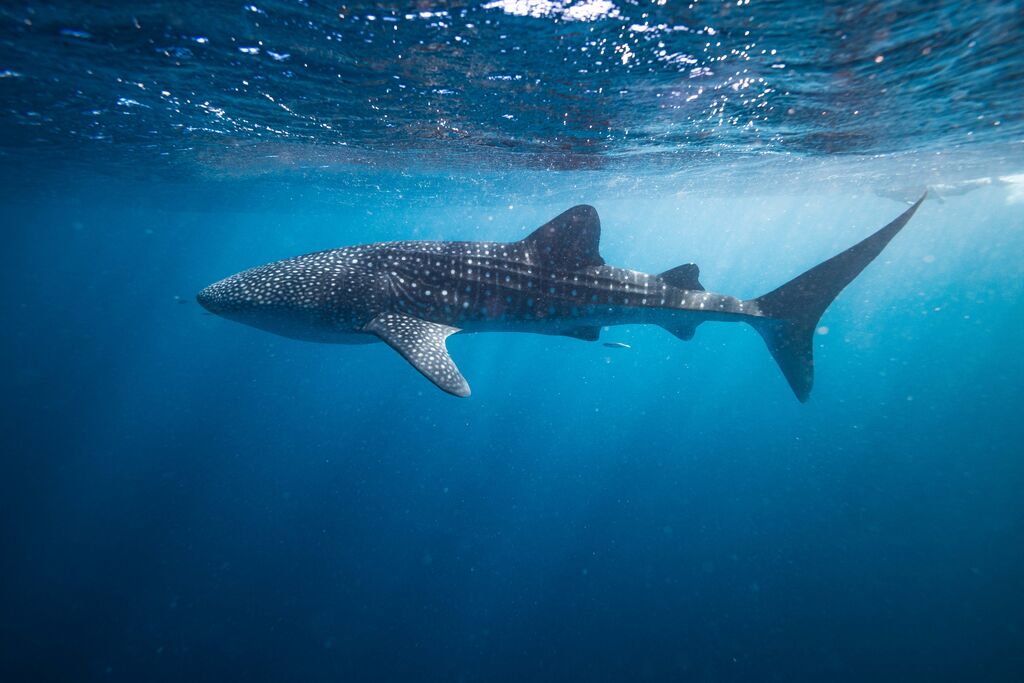 77bc49d4-3672-468b-9439-d0bb13623dd6