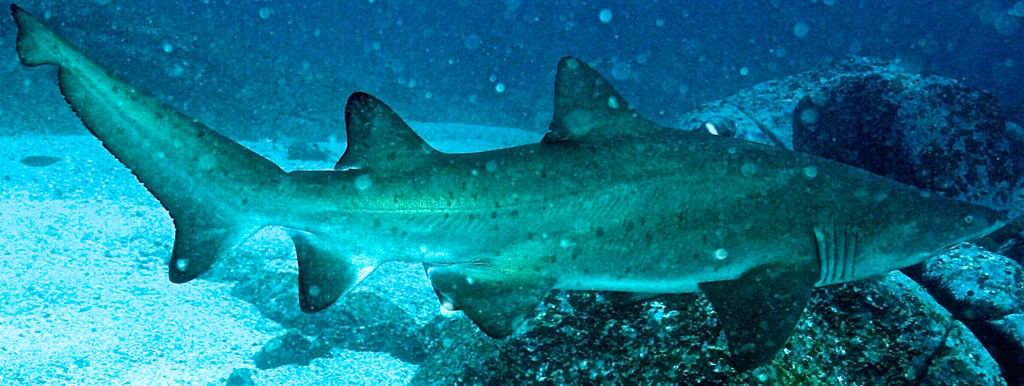 22683fa6-7aaa-495c-b420-7555a01742fa