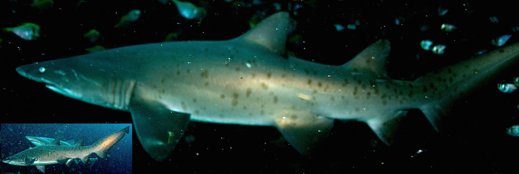 f7083239-d847-4fbf-a663-384909549df8