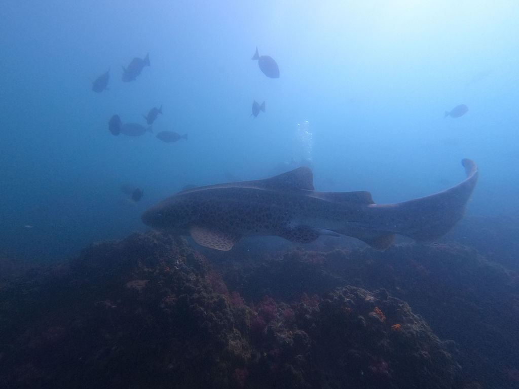 9faf2264-0022-4862-967f-2cc32fc7c12e