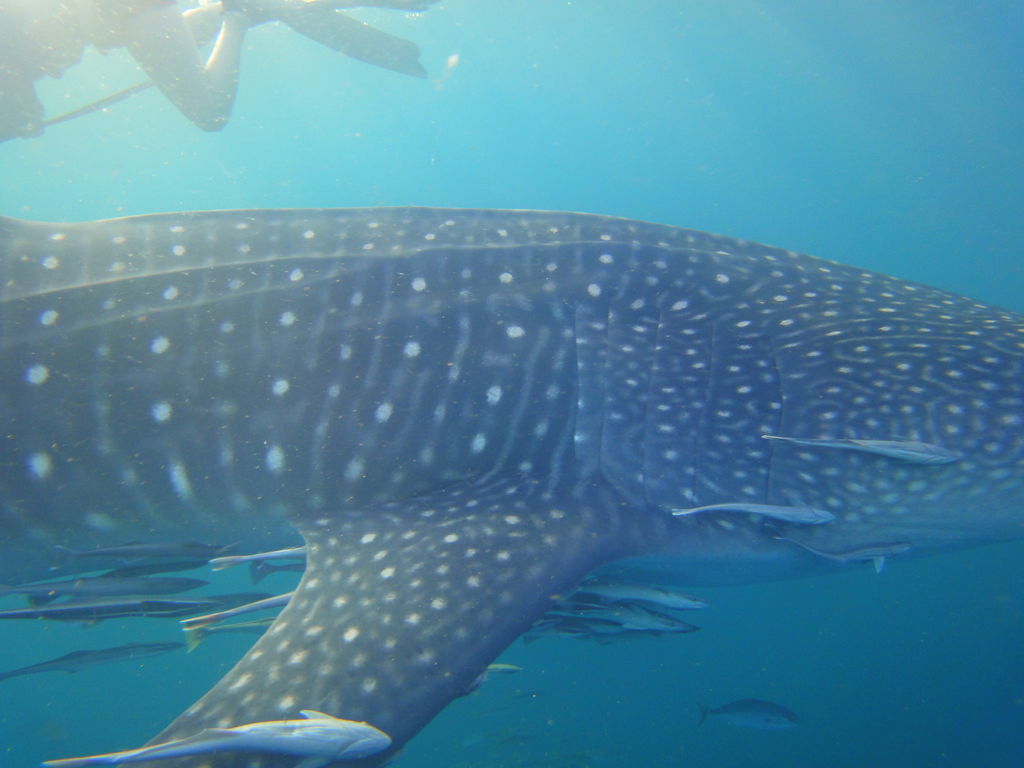 504f1b51-8fc7-4237-8b77-5cdc702e23ff