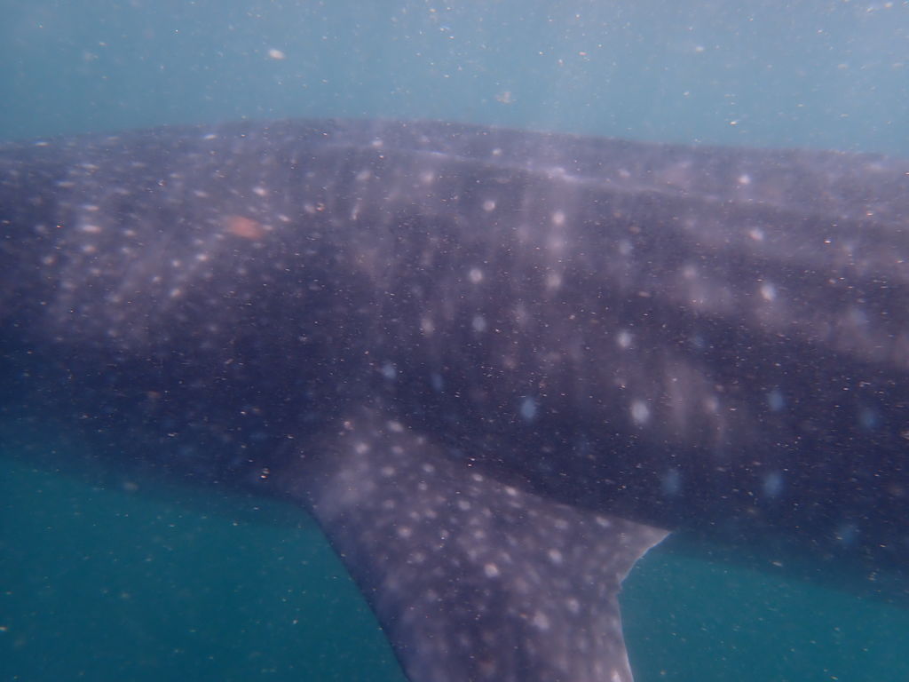 0d932684-ac6a-49de-ab08-8918e0a92fd7