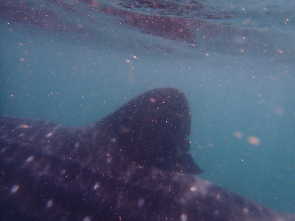 0d932684-ac6a-49de-ab08-8918e0a92fd7