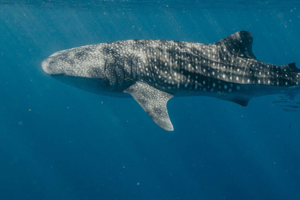 46118357-3342-4657-9a67-5498da5df73b