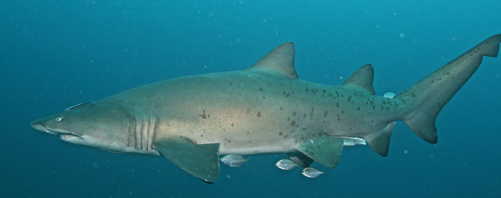 0f949261-1ed0-4003-8f19-7a58946037f6