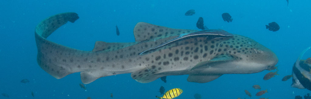 1a51d61e-2b48-480e-8631-2e282a10a59b