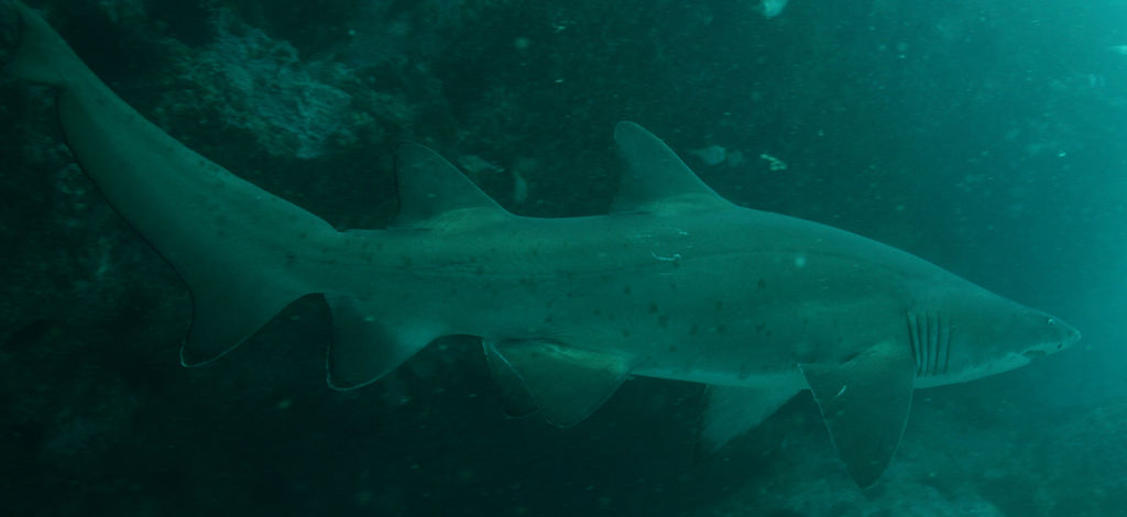 305e979a-24fc-4e80-bb3f-bdefd46295c7