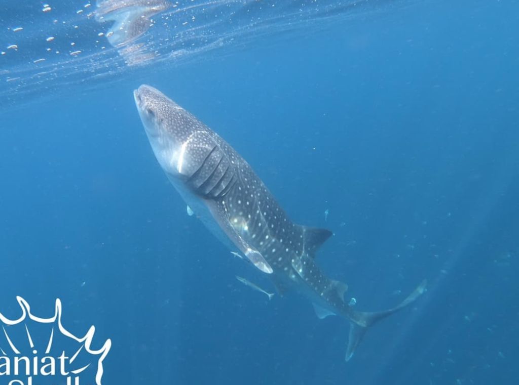 28c3bf95-993d-496d-947d-ca00f15ac7a9