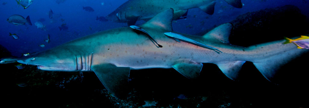 f76cebbb-f113-48a8-b47e-c0f81f94bbc6