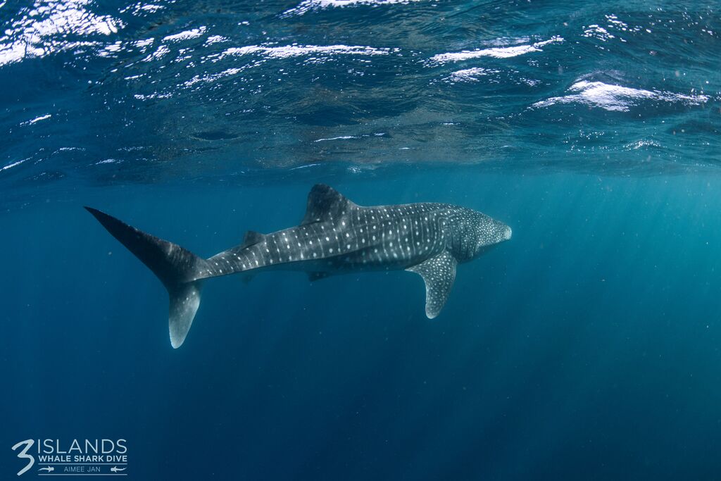 fc76602e-2c36-4060-bd95-06647da3eac1