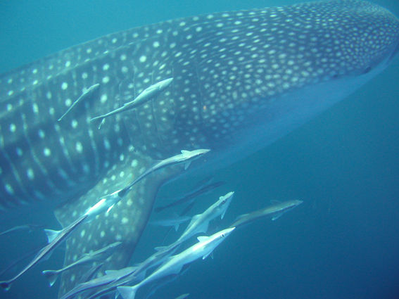 05d15c9d-9346-4d2b-9f1b-505e21f45a7d