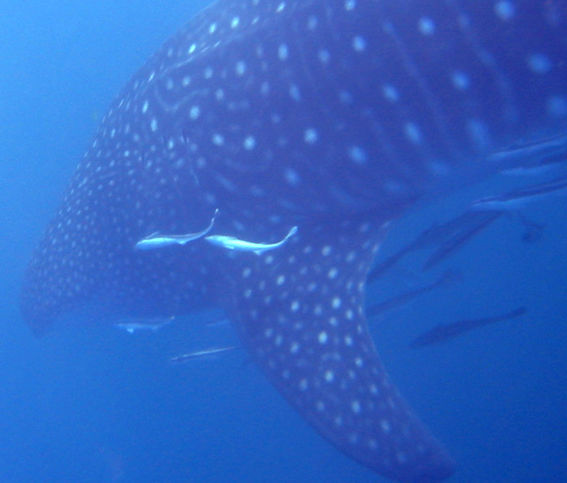 05d15c9d-9346-4d2b-9f1b-505e21f45a7d