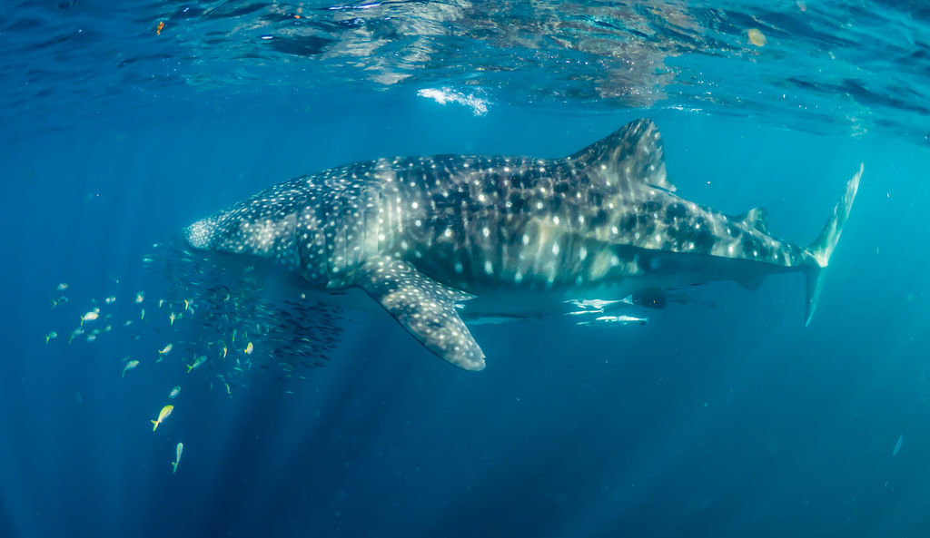 a3960fcb-ed94-4ed5-94f5-c6d6433255be