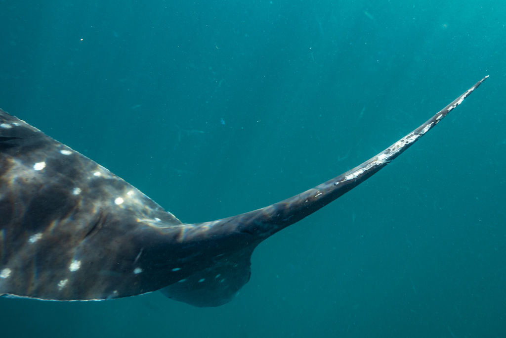 52a85614-6a39-45e6-b2c9-fc6dac6d0e7d