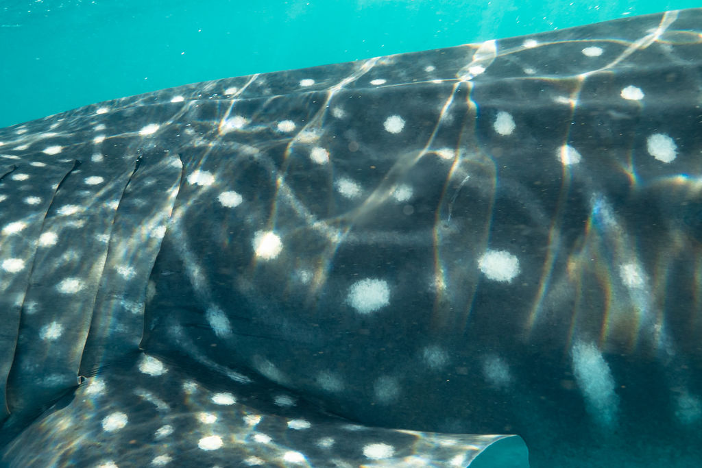 52a85614-6a39-45e6-b2c9-fc6dac6d0e7d